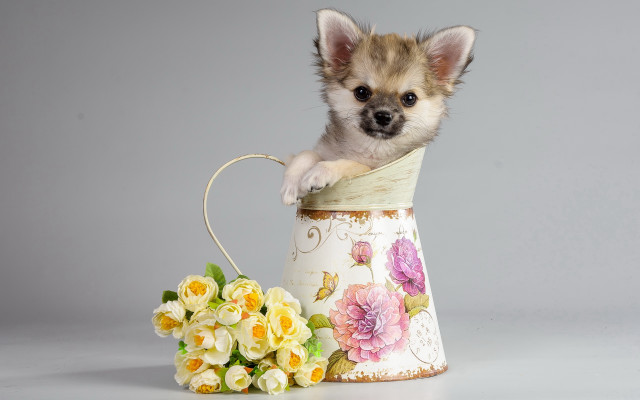 Small dog vase flowers basket free wallpaper - medium preview image
