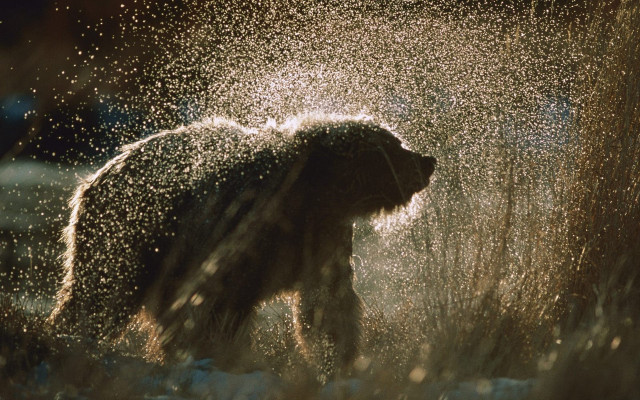 Bear sprinkled water wild aurora free wallpaper - medium preview image