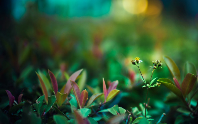 Yellow flower green background bokeh free wallpaper - medium preview image