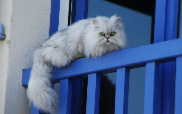 White cat blue sill green free wallpaper - medium preview image