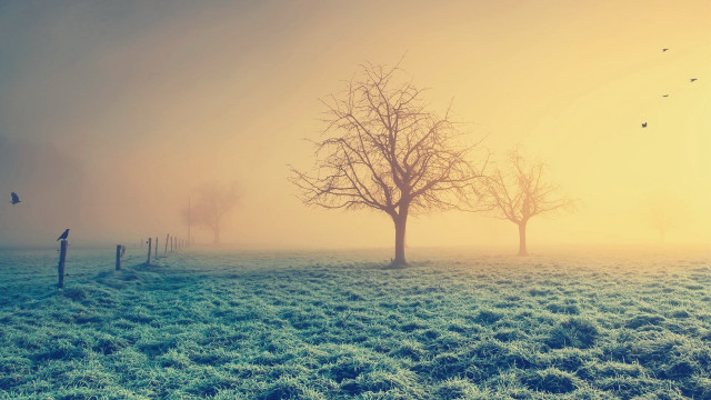 Foggy field tree birds yellow free wallpaper - medium preview image