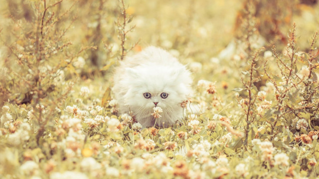 White cat walking flower field free wallpaper - medium preview image
