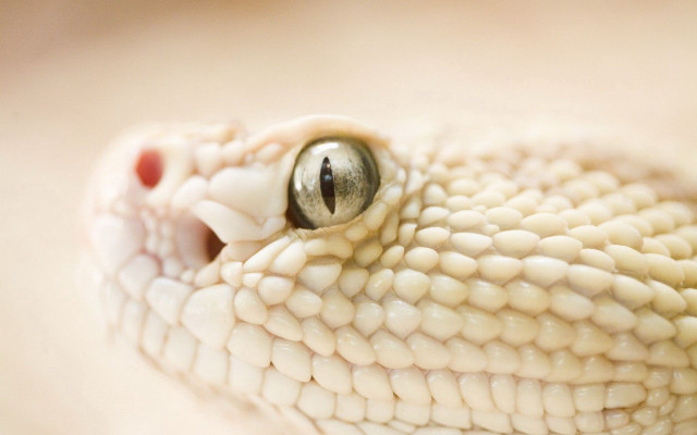White snake head black eye free wallpaper - medium preview image
