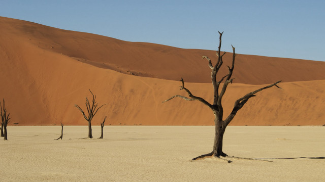 Barren desert dead trees hill free wallpaper - medium preview image