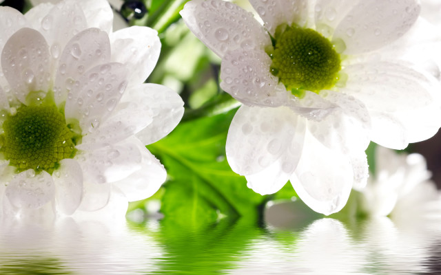 White flower water droplets outdoor free wallpaper - medium preview image