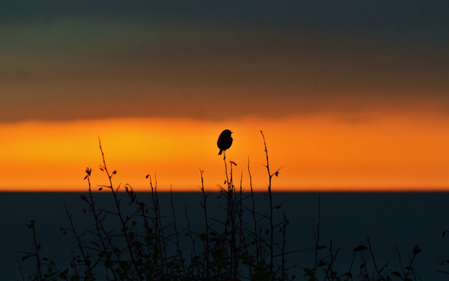 Bird sunset tree mountain silhouette free wallpaper - medium preview image