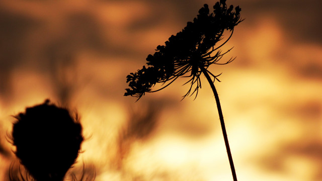 Plant sunset clouds backlighting macro free wallpaper - medium preview image