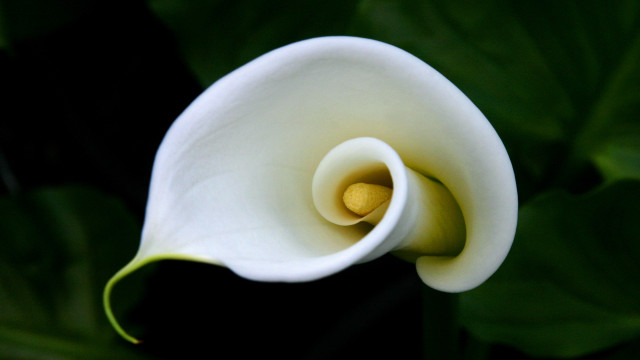 White flower green stem yellow #2 free wallpaper - medium preview image