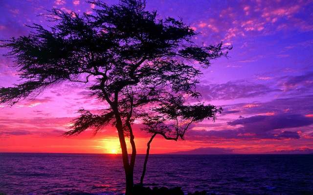 Silhouetted tree purple pink sunset free wallpaper - medium preview image