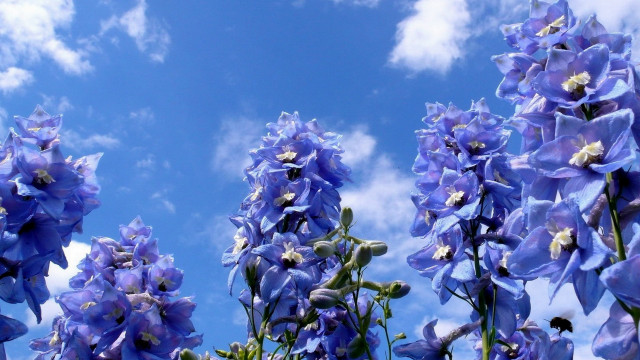 Blue flowers clouds puzzle magic free wallpaper - medium preview image