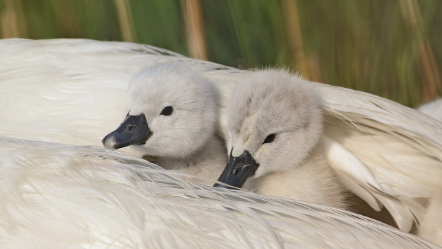 White birds on grass blurry free wallpaper - medium preview image