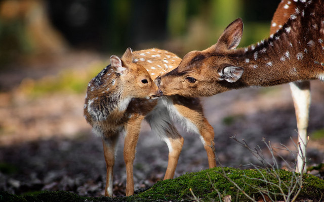 Deer fawns forest grass dirt free wallpaper - medium preview image