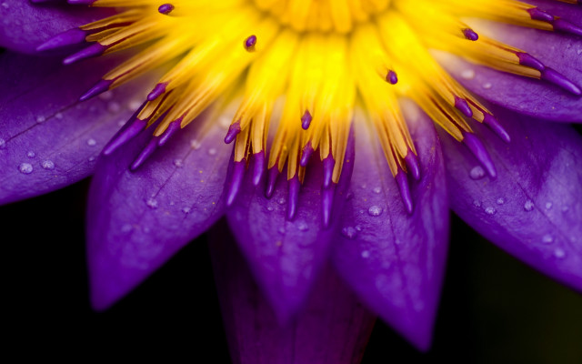 Purple flower water droplets macro #41 free wallpaper - medium preview image