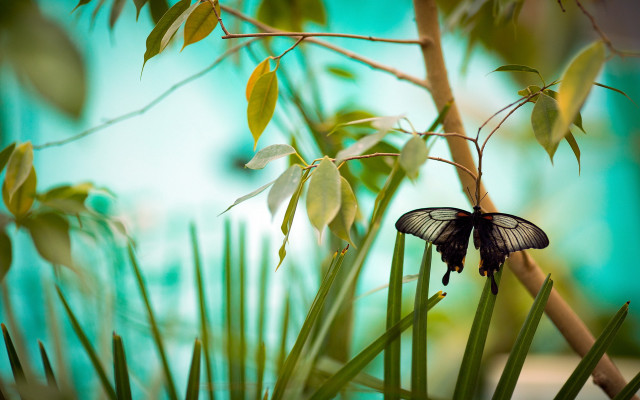Blue butterfly on branch nature free wallpaper - medium preview image