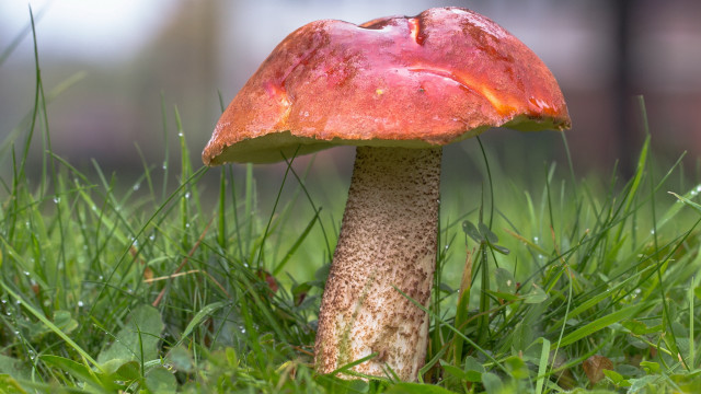 Mushroom grass blurry background red free wallpaper - medium preview image