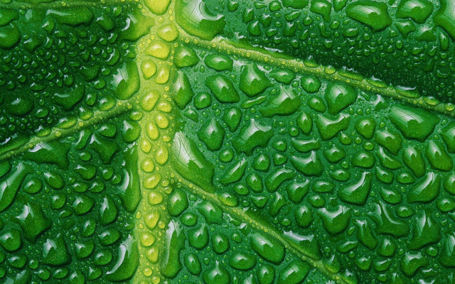 Green leaf water drops yellow #4 free wallpaper - medium preview image