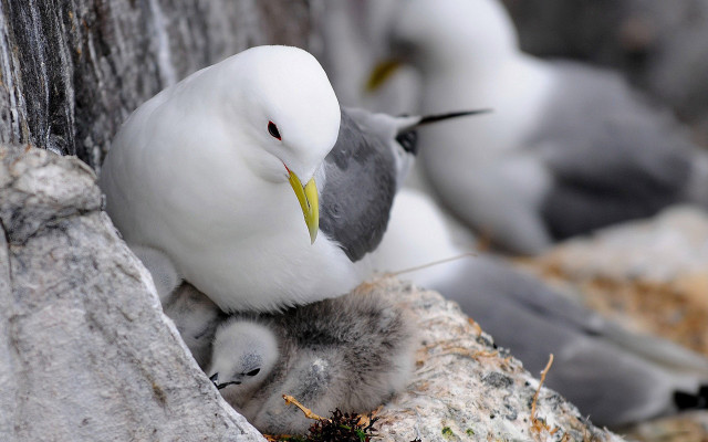Seagull nest tree trunk birds free wallpaper - medium preview image