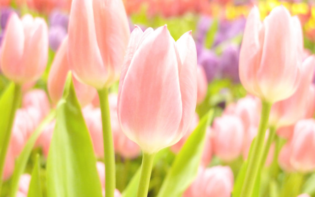 Pink tulip flower field blurry free wallpaper - medium preview image