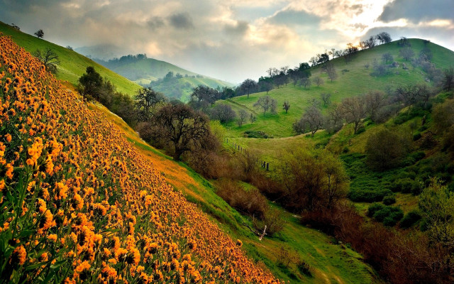 Autumn hillside flower field cloudy free wallpaper - medium preview image