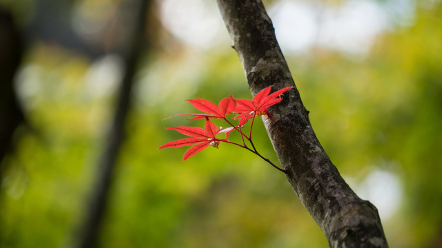 Red flower forest branch macro free wallpaper - medium preview image