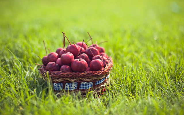 Basket apples sunny day blurry free wallpaper - medium preview image
