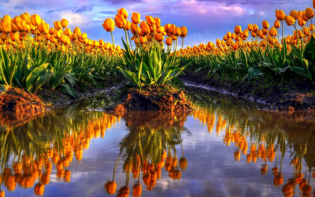 Yellow flowers water sunset mountain free wallpaper - medium preview image