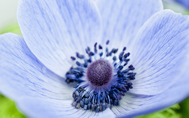 Blue flower macro nature planet free wallpaper - medium preview image