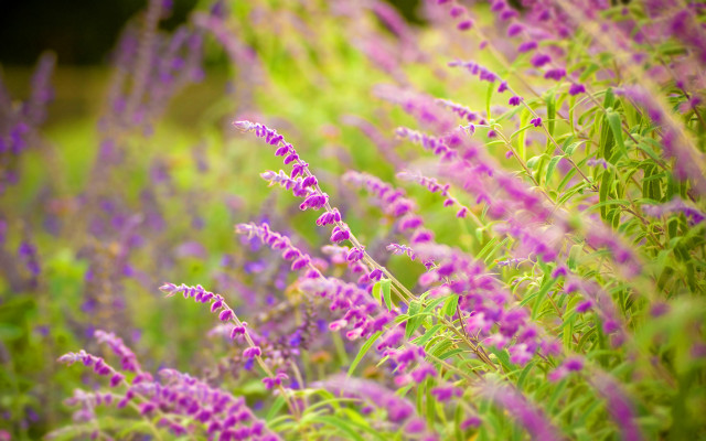 Purple flower bokeh garden field free wallpaper - medium preview image