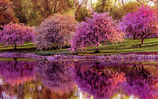 Pond trees rocks purple flowers free wallpaper - medium preview image