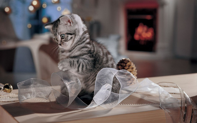 Kitten ribbon pinecones netart photorealistic free wallpaper - medium preview image