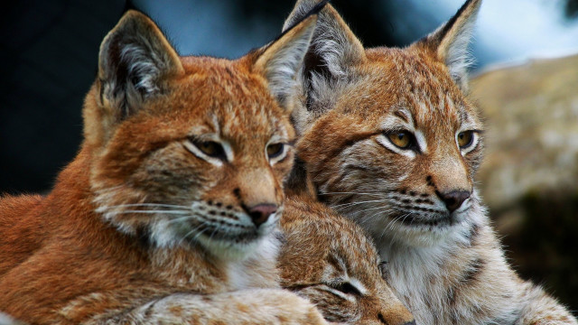 Lynx rock wall serious animal free wallpaper - medium preview image