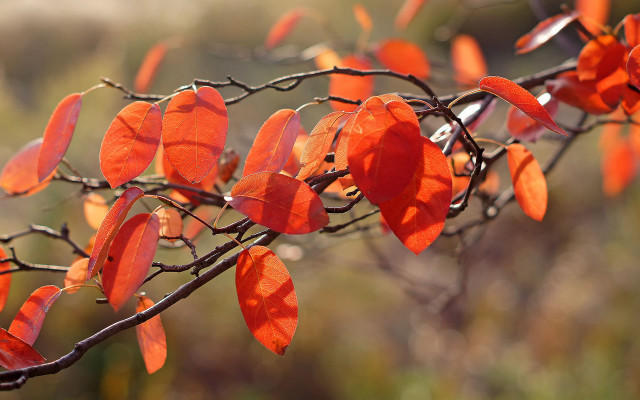 Branch red leaves sunny woods free wallpaper - medium preview image