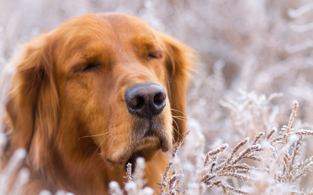Dog closed eyes winter field free wallpaper - medium preview image