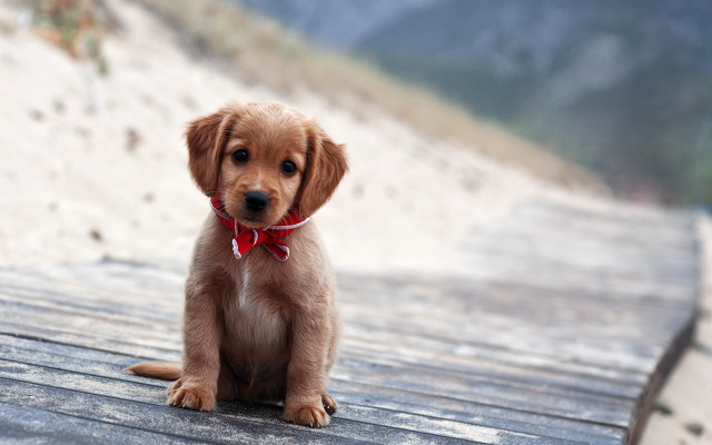Puppy shiba inu red bow free wallpaper - medium preview image