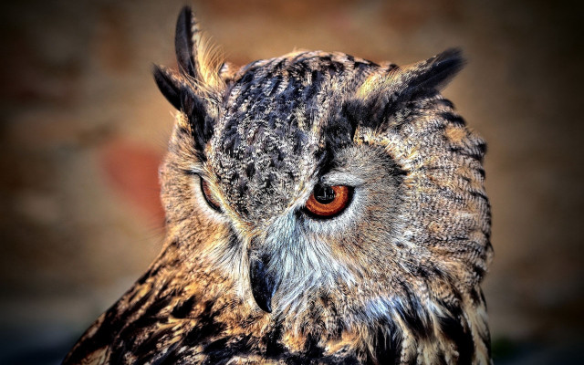 Owl red eye closeup naturalism free wallpaper - medium preview image