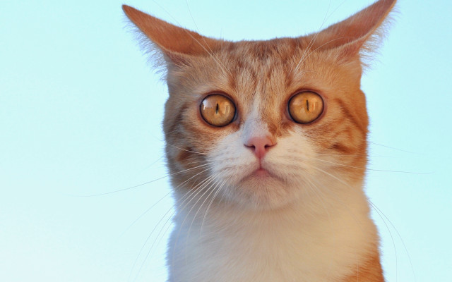 Cat large yellow eyes blue free wallpaper - medium preview image