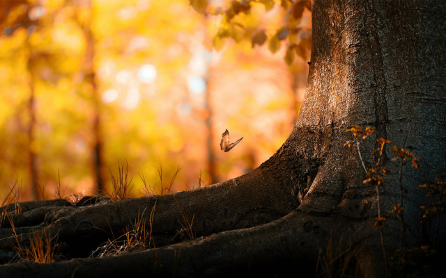 Tree butterfly autumn forest leaves free wallpaper - medium preview image
