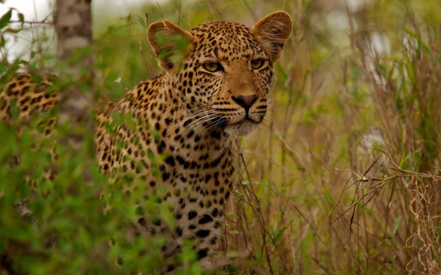 Leopard tallgrass trees wild serious free wallpaper - medium preview image
