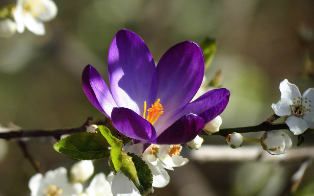 Purple flower butterfly bokeh nature #2 free wallpaper - medium preview image