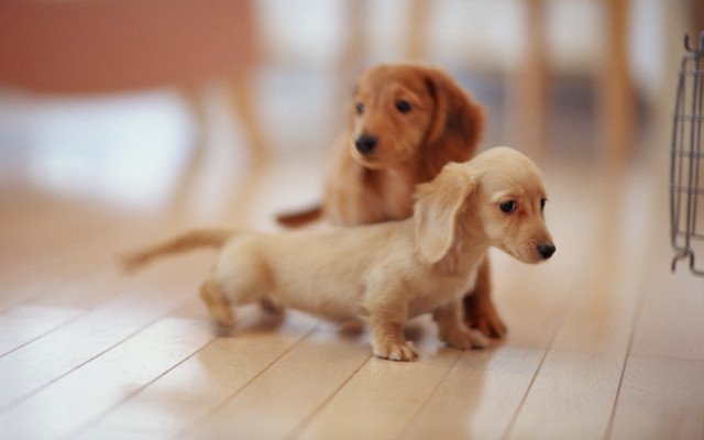 Puppies shiba inu tilt shift free wallpaper - medium preview image