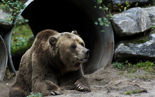 Brown bear forest rocks grass #2 free wallpaper - medium preview image
