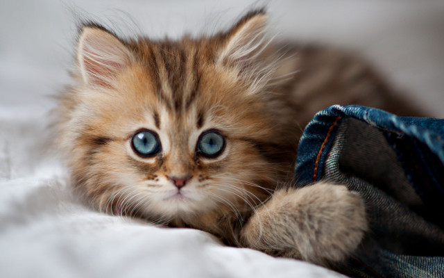 Kitten blue eyes bed jeans free wallpaper - medium preview image