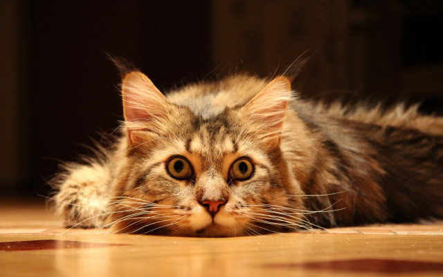 Sad cat floor eyes realistic free wallpaper - medium preview image