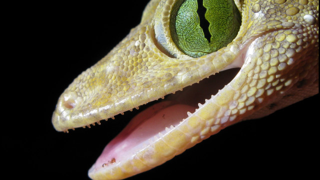 Lizard eye green leaf holography free wallpaper - medium preview image