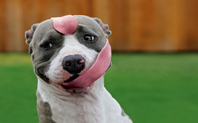 Dog pink tongue ring award free wallpaper - medium preview image