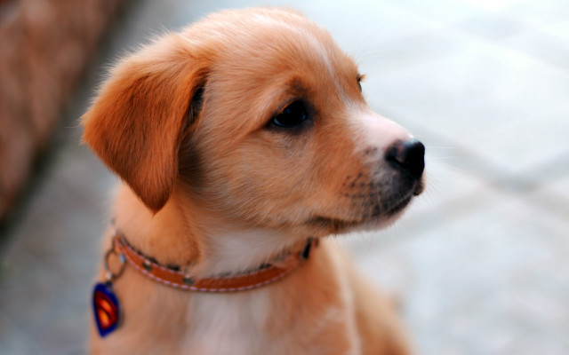 Dog collar shiba inu blurry free wallpaper - medium preview image