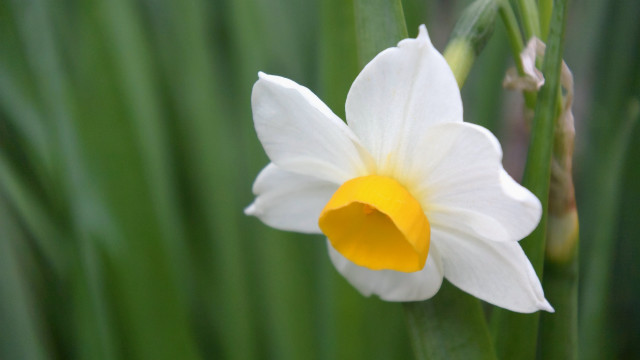 White yellow daisy lily lotus free wallpaper - medium preview image