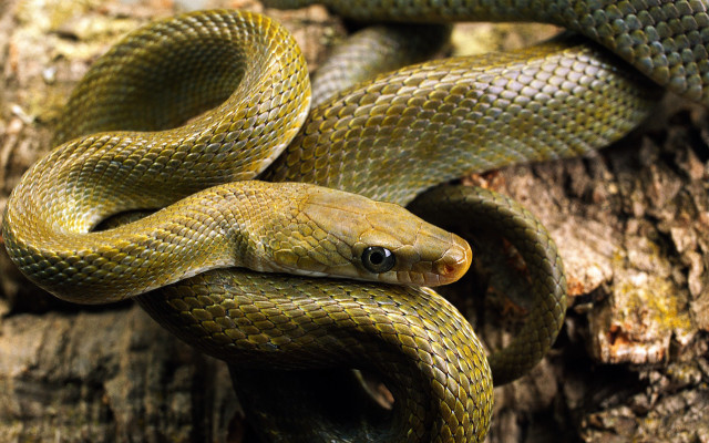 Green snake cobra berlin zoo free wallpaper - medium preview image