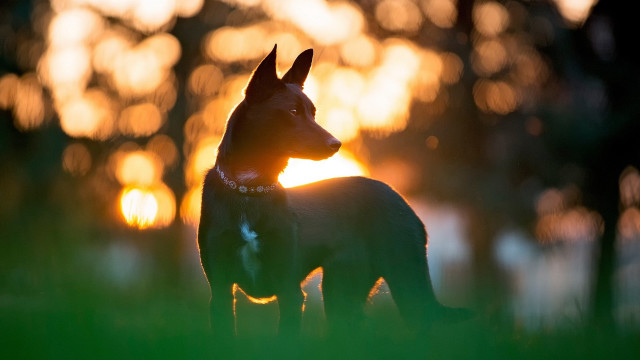 Dog sunset grass backlit bokeh #2 free wallpaper - medium preview image