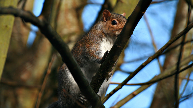 Squirrel tree branch tiltshift shallowdepth free wallpaper - medium preview image
